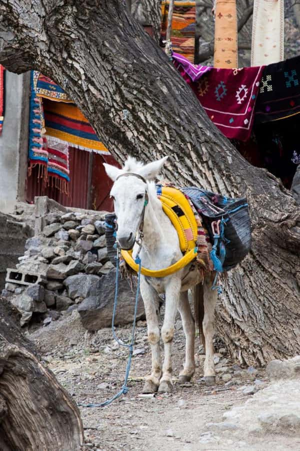 From Marrakech: Full-Day in the Atlas Mountains with Lunch - What the $18 price really delivers