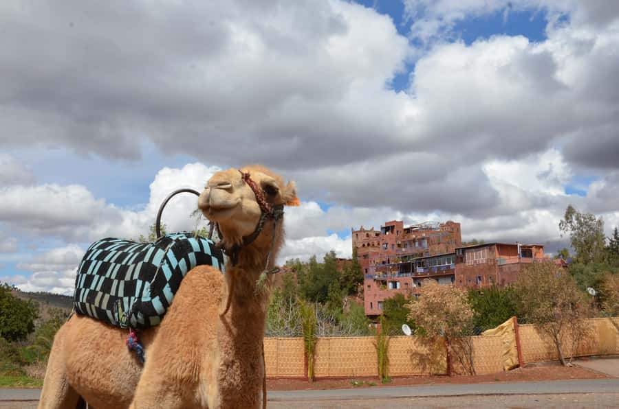 From Marrakech: Ourika Valley Day Trip with Lunch - Ghamt Mosque and extra stops