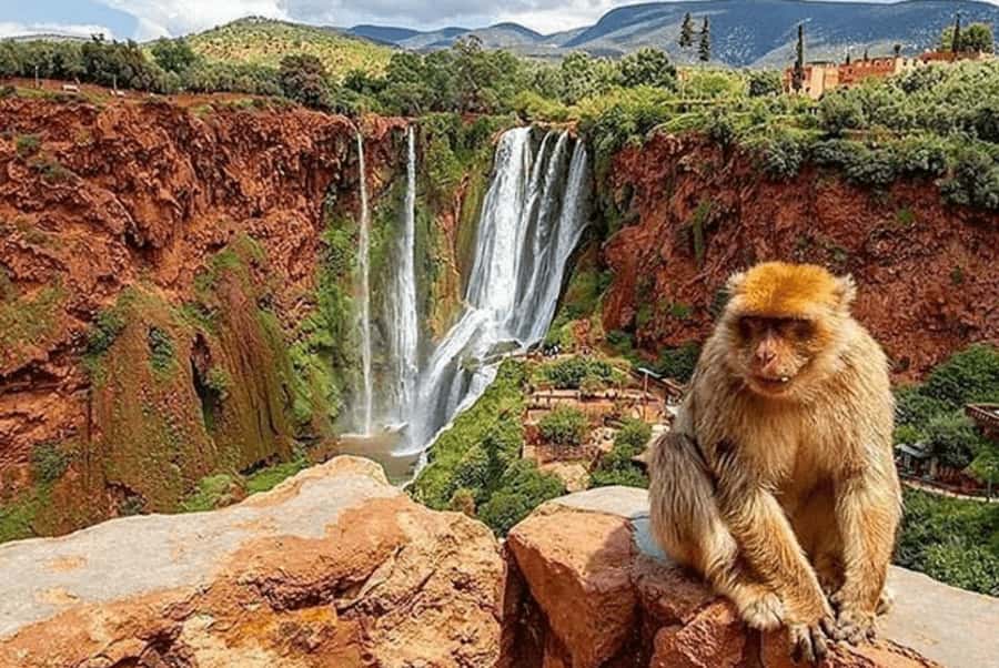 From Marrakech: Ouzoud Waterfall Local guide & Boat Ride - Lunch near the falls, at your own cost