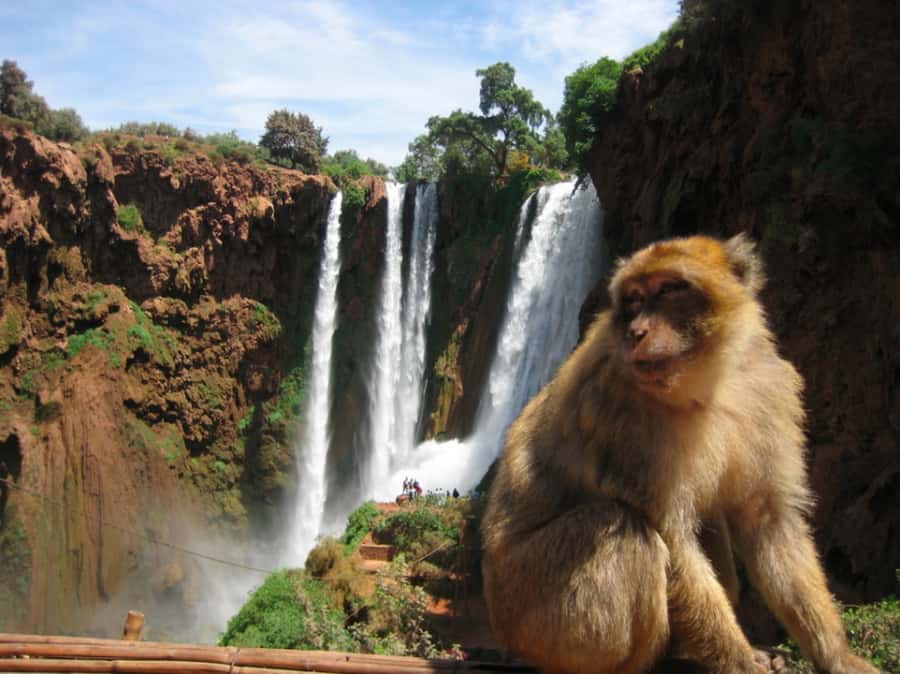 From Marrakech: Ouzoud Waterfall Local guide & Boat Ride - A guide can make the long day better