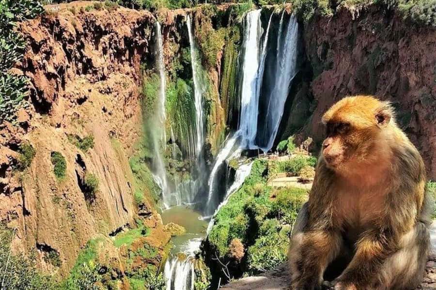 From Marrakech: Ouzoud Waterfall Local guide & Boat Ride - The return drive to Marrakech
