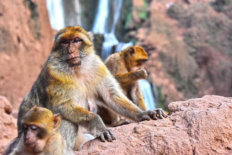 From Marrakech: Ouzoud Waterfalls Full-Day Guided Tour - What the $30 price really includes