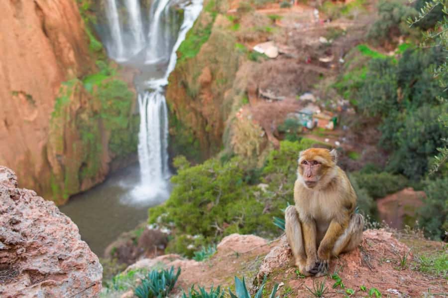 From Marrakech: Ouzoud Waterfalls Guided Hike and Boat Tour - Who should book this day trip