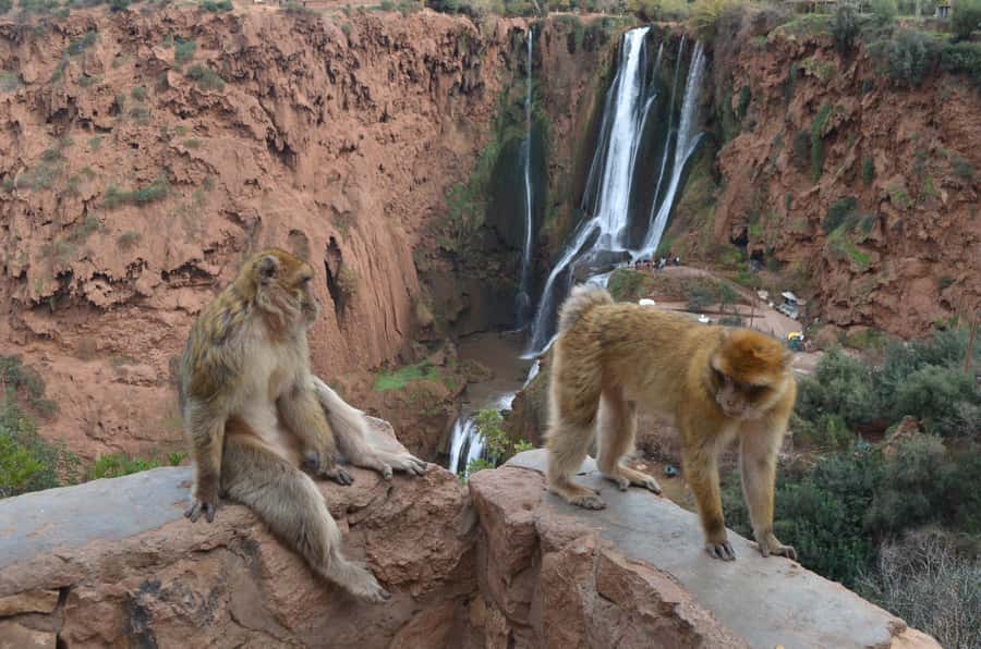 From Marrakech: Ouzoud Waterfalls Guided Hike and Boat Tour - Meeting the Barbary monkeys
