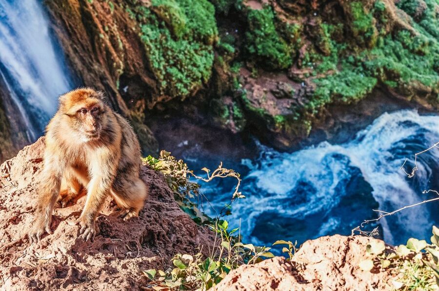 From Marrakech: Ouzoud Waterfalls Guided Hike and Boat Trip - Is $17 good value?
