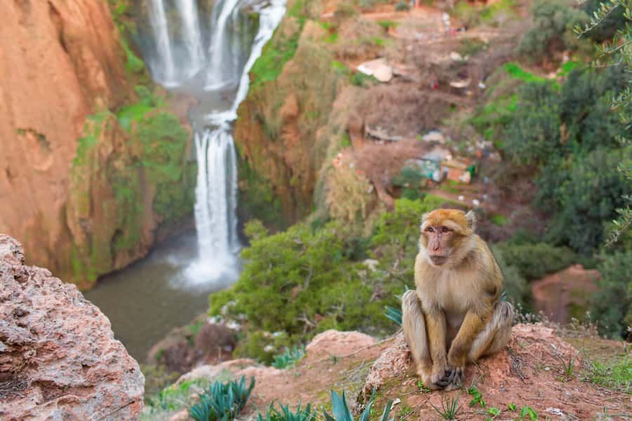 From Marrakech: Ouzoud Waterfalls Guided Tour and Boat Ride - Four hours beside the Ouzoud Falls