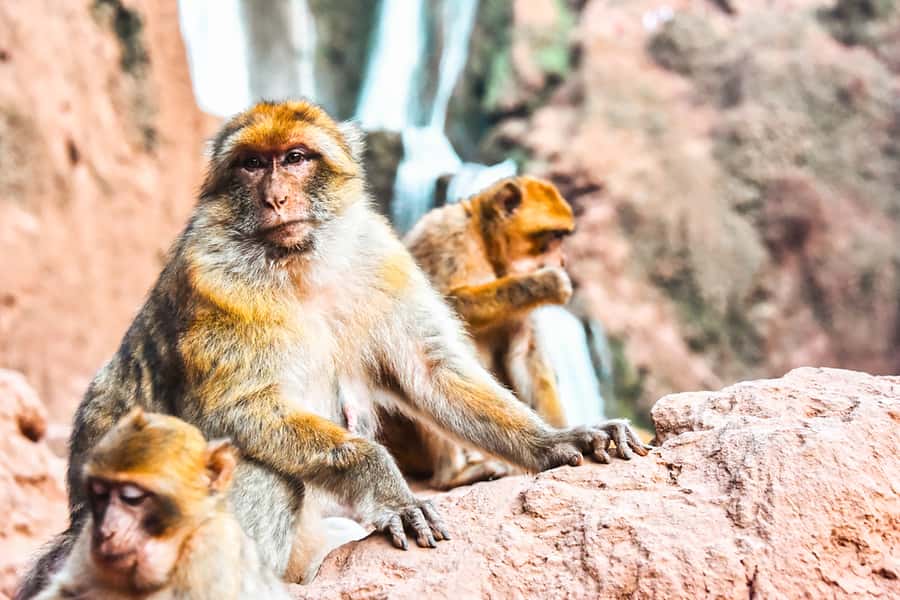 From Marrakech: Ouzoud Waterfalls Guided Tour & Boat Ride - Practical packing advice for the falls