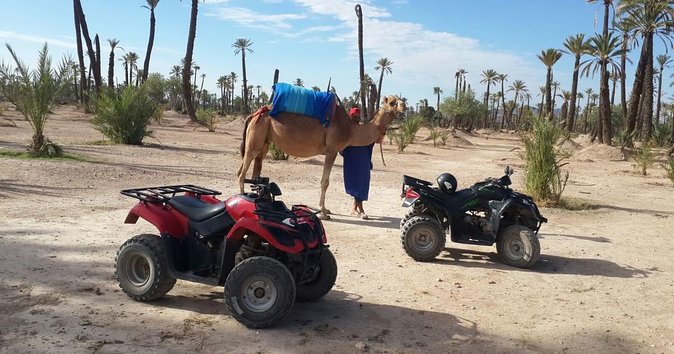 From Marrakech: Palm Grove Quad Bike and Camel Ride Tour - Key points before you book