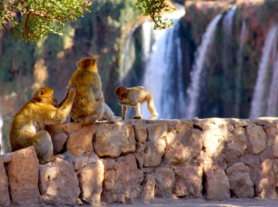 From Marrakech: Private Ouzoud Falls & Boat Ride Day Trip - The Atlas Mountain stop breaks up the journey