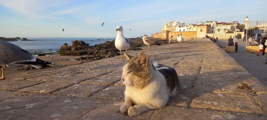 From Marrakech: Small Group To Essaouira & Medina Day Trip - Why Essaouira makes a fine escape from Marrakech