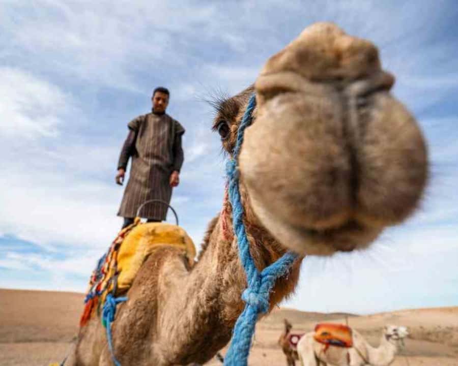 From Marrakech: Sunset Camel Ride in the Agafay Desert - Practical advice for a smoother trip