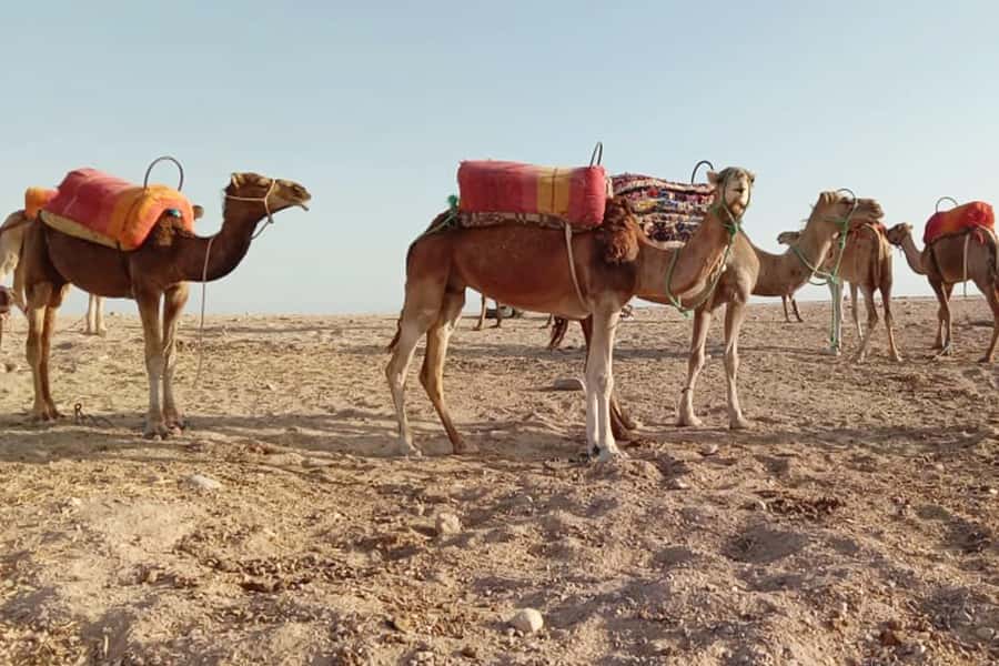 From Marrakech: Sunset Camel Ride in the Agafay Desert - Mounting up for the one-hour camel ride