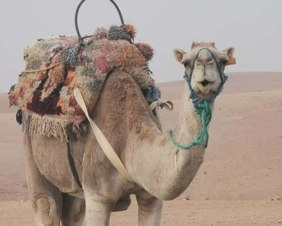 From Marrakech: Sunset Camel Ride in the Agafay Desert - Sunset timing needs close attention