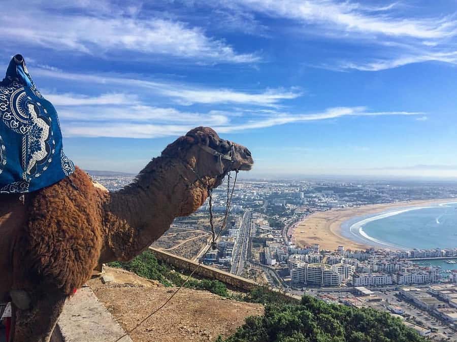 From Marrakech to Agadir Private Day Trip with Lunch - Learning about Moroccan argan oil
