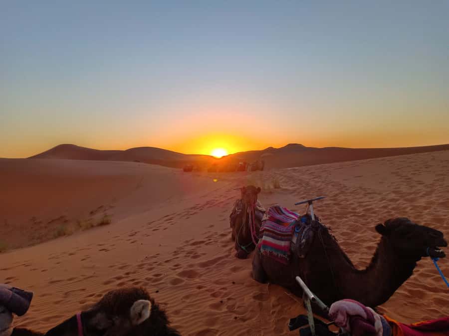 From Marrakech to Fes 3-Day Luxrury Tour via Sahara Desert - Day three: sunrise, cedar forest, and the long run to Fes