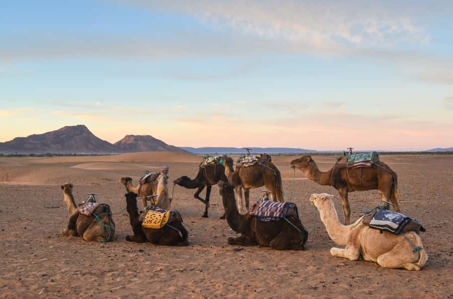 From Marrakesh: 2-Day Desert Zagoura Tour - Following the Drâa Valley to Zagora