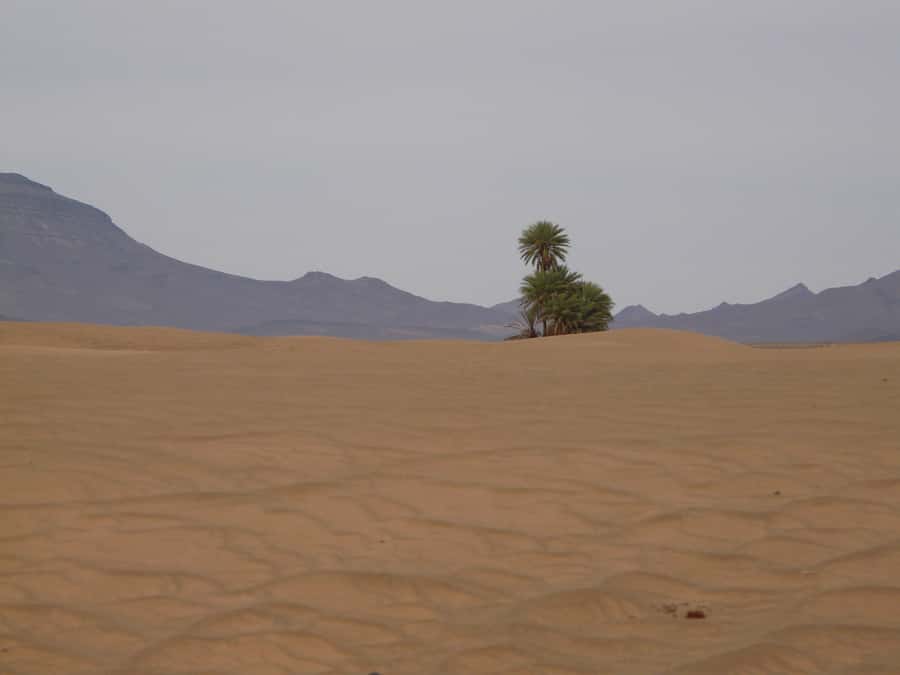 From Marrakesh: 2-Day Desert Zagoura Tour - Riding camels into the Zagora dunes