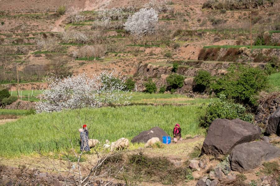 From Marrakesh: Atlas Mountains Talamrout Summit Day Hike - The final ascent to Adrar Talamrout