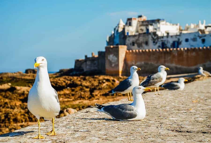 From Marrakesh: Essaouira Full-Day Trip - Five hours to choose your own day