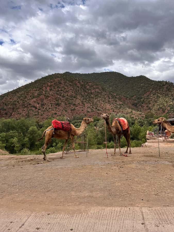From Marrakesh: Private Atlas Mountains Day Trip {5-Valleys} - What the driver and guides add