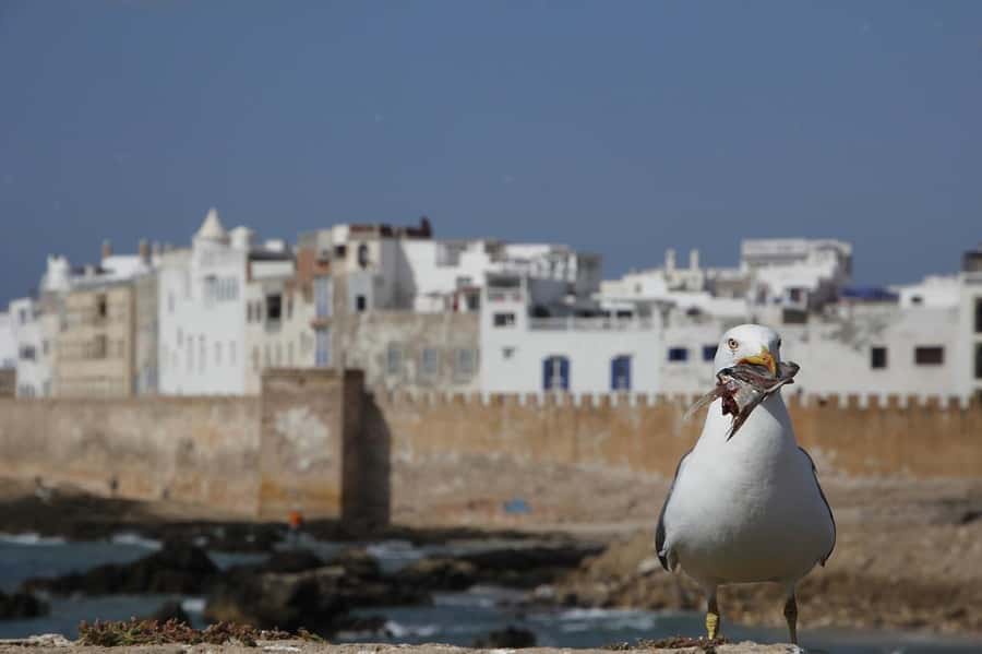 From Marrakesh: Small Group To Essaouira With Opt Activities - Bronze cannons and the Atlantic edge