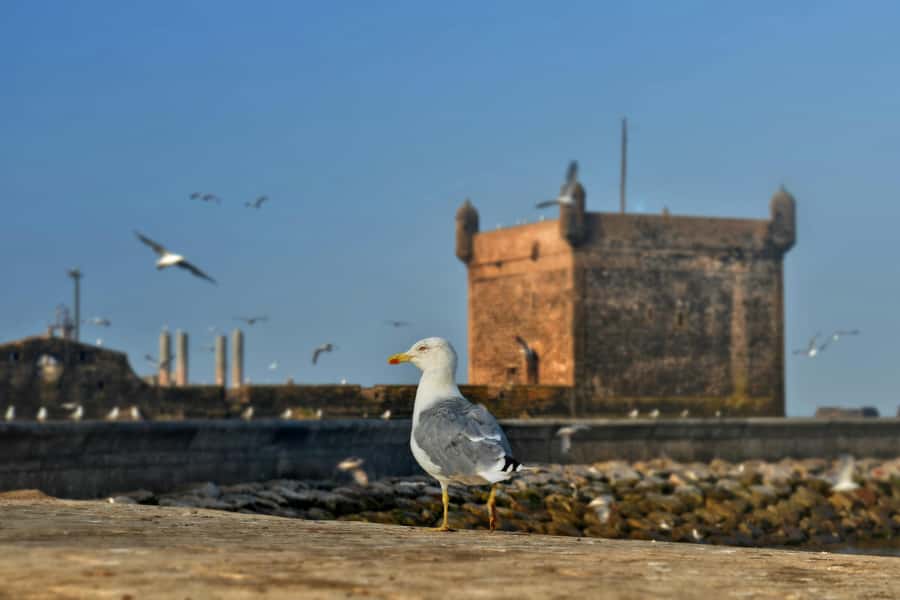 From Marrakesh: Small Group To Essaouira With Opt Activities - Is $10 good value?