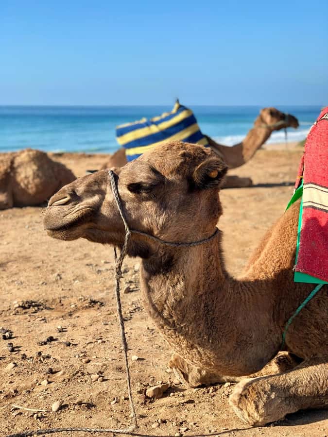 From Tangier: Asilah Tour with Tea Tasting & Camel Ride - Cap Spartel and the meeting of two seas