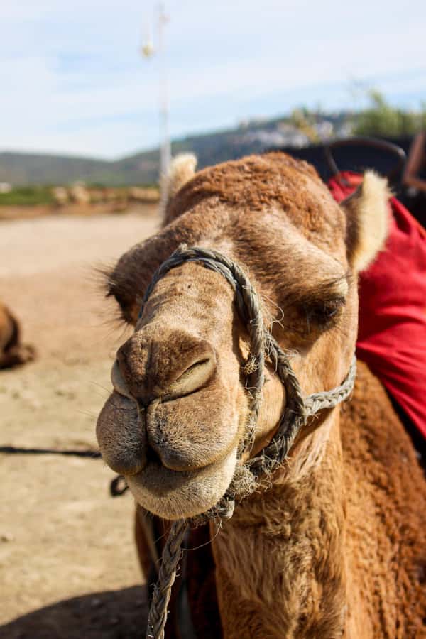 From Tangier: Cap Spartel and Hercules Cave with Camel Ride - Price, extra fees, and overall value