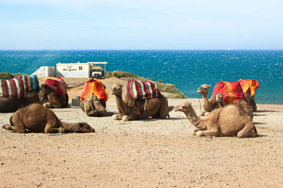 From Tangier: Full-Day Tangier, Asilah, & Cape Spartel Tour - What the $65 price really includes