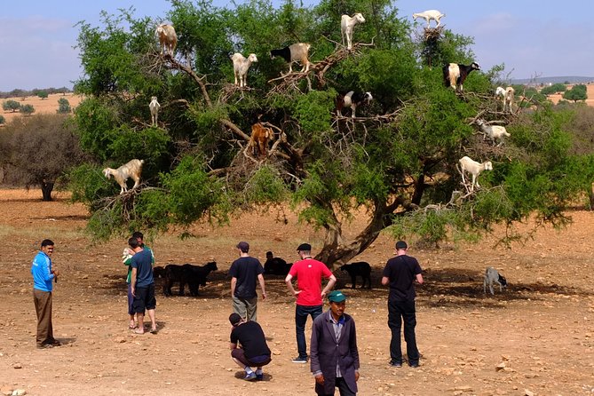 Full-Day Essaouira Excursion from Agadir - Tamri, argan trees, and the photo stops