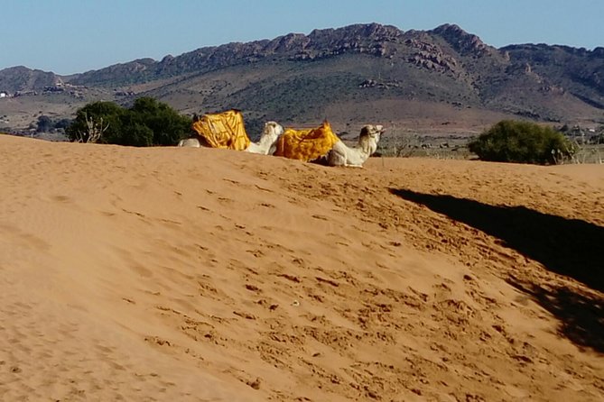 Full-Day Safari Small Desert With Lunch - Who will enjoy this day most?