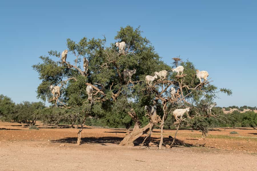 Full Day Trip From Marrakech To Essaouira - What the guide service really means