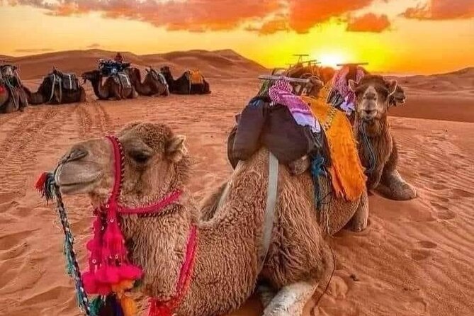 GROUP TOUR - 1 night 2 Day LUXURY Desert TRIP from FES to FES - Day 1: cedar forests, mountain air, and the road south