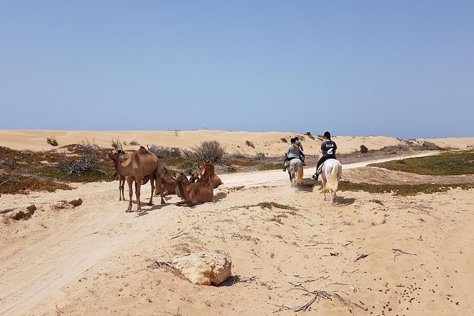 Horse Ride on the Beach in Essaouira - The forest route and its animal encounters