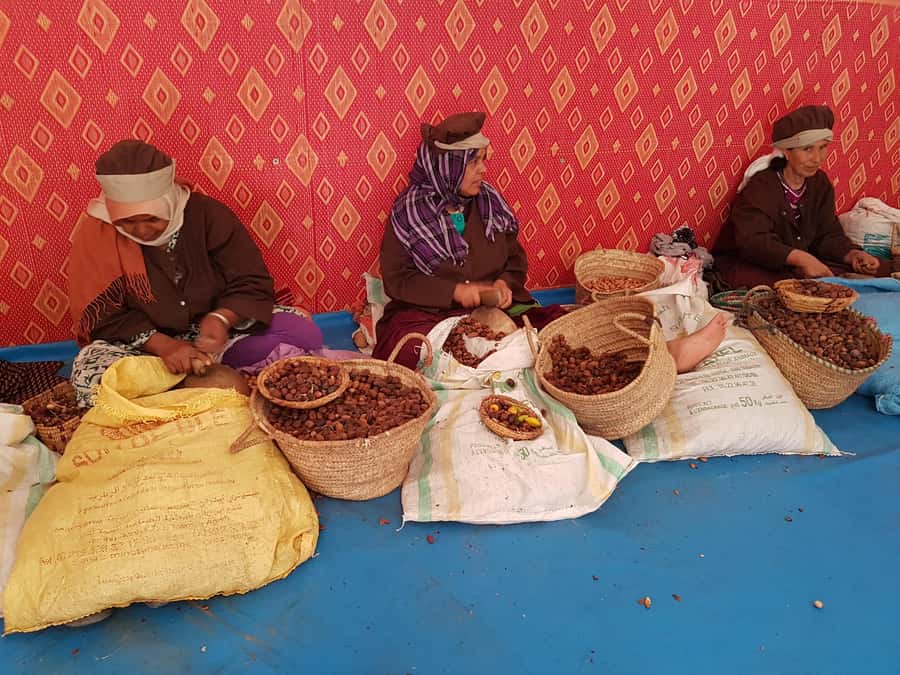 Luxury day trip to Essaouira from Marrakech - Argan trees, goats, and a women’s cooperative