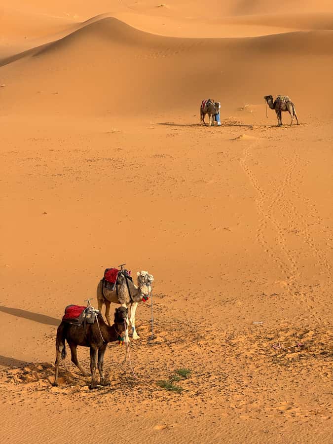 Majestic Desert: 3-Day Luxury Journey from Marrakech to Fes - Who should book this trip