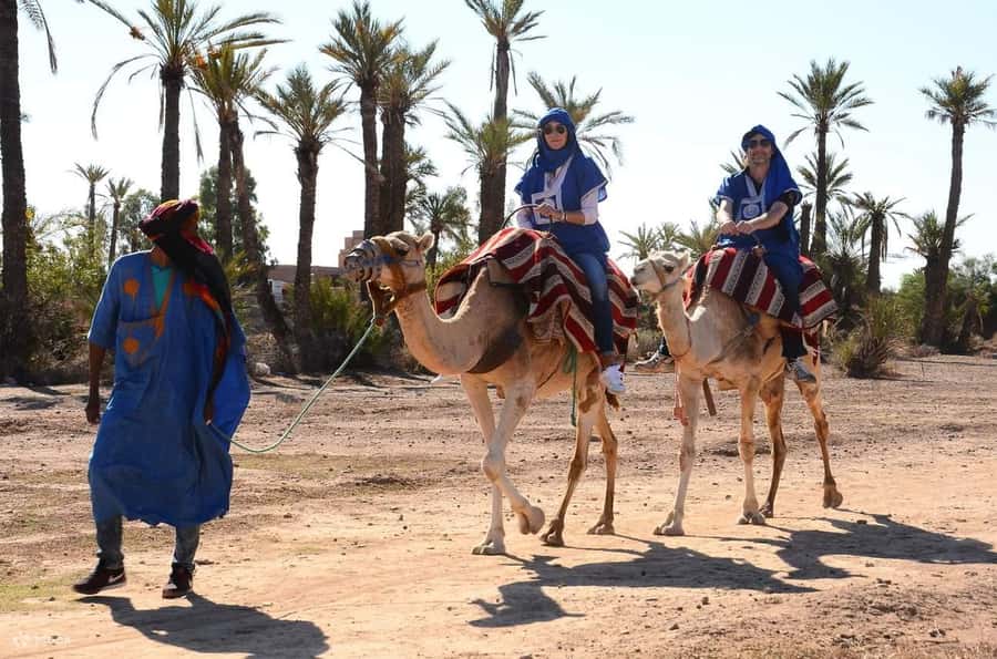 Marrakech : 1-Hour Camel Ride Through the Palm Grove - Key points to know before booking