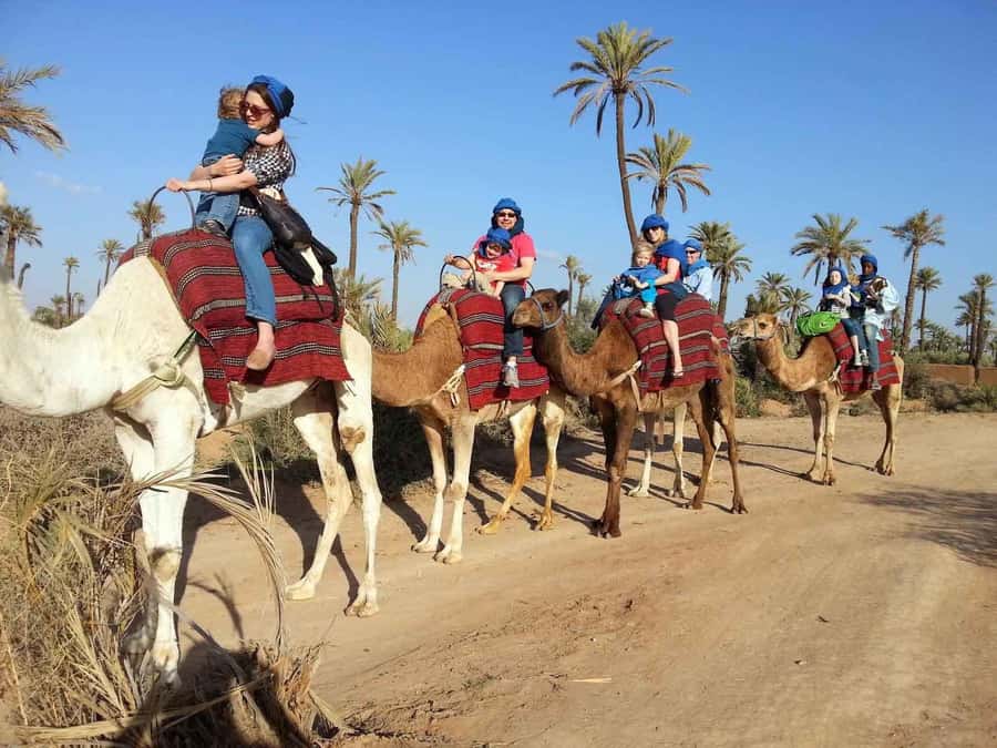Marrakech : 1-Hour Camel Ride Through the Palm Grove - Should you book the Marrakech camel ride?