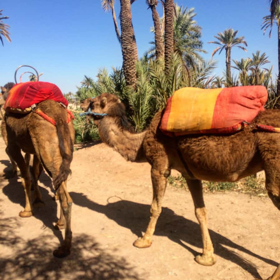 Marrakech : 1-Hour Camel Ride Through the Palm Grove - How the timing works in real life