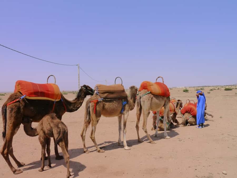 Marrakech : 1-Hour Camel Ride Through the Palm Grove - Who should book this ride?