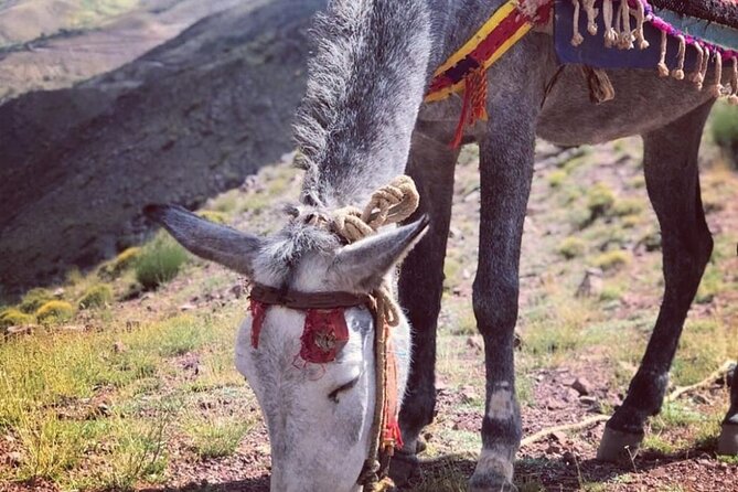 Marrakech: 2-Day Atlas Mountains Trek with Village Stay - What the $96 price really covers