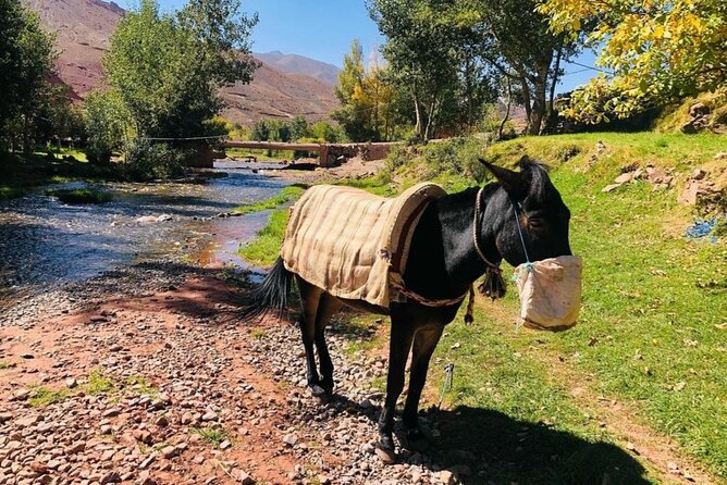 Marrakech: 2-Day Atlas Mountains Trek with Village Stay - Tizi Mzik and the first mountain views