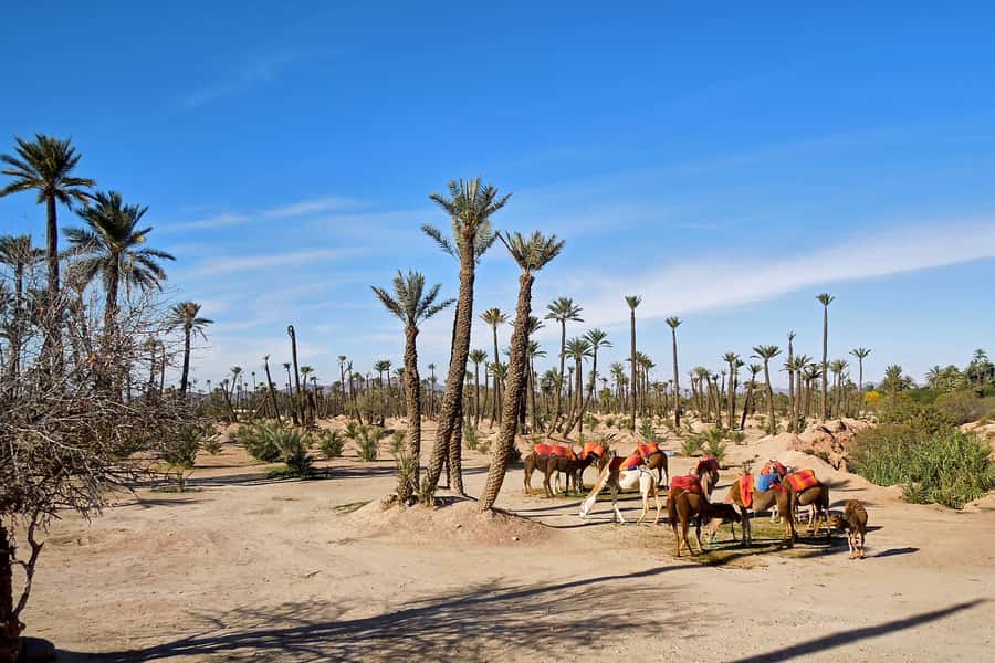 Marrakech: 2-Hour Quad Bike & Camel Ride in Palmeraie - Group size can change the feel