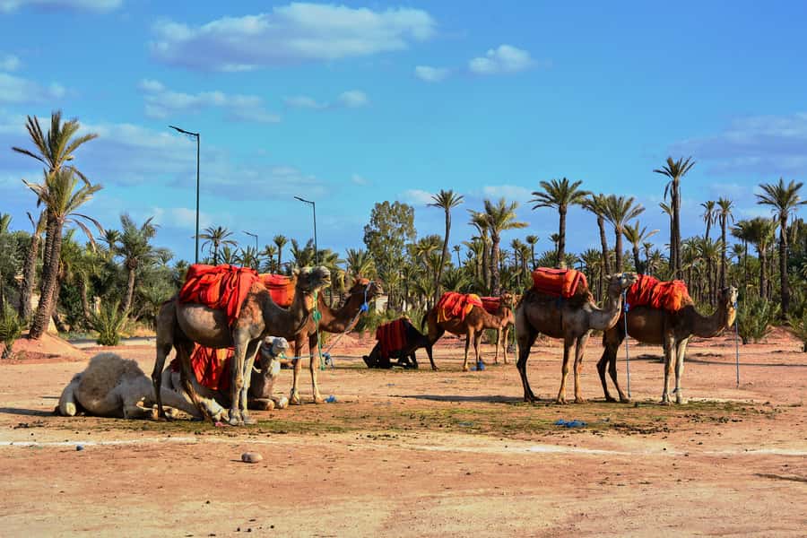 Marrakech: 2-Hour Quad Bike & Camel Ride in Palmeraie - Should you book the Palmeraie quad and camel ride?
