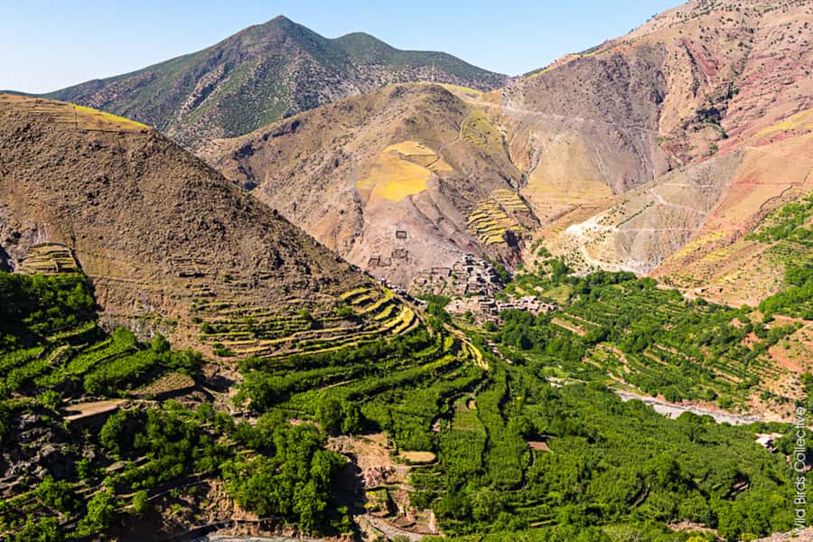 Marrakech: 3-Day High Atlas Mountains and Three Valleys Trek - Guides, pace, and the Amazigh connection