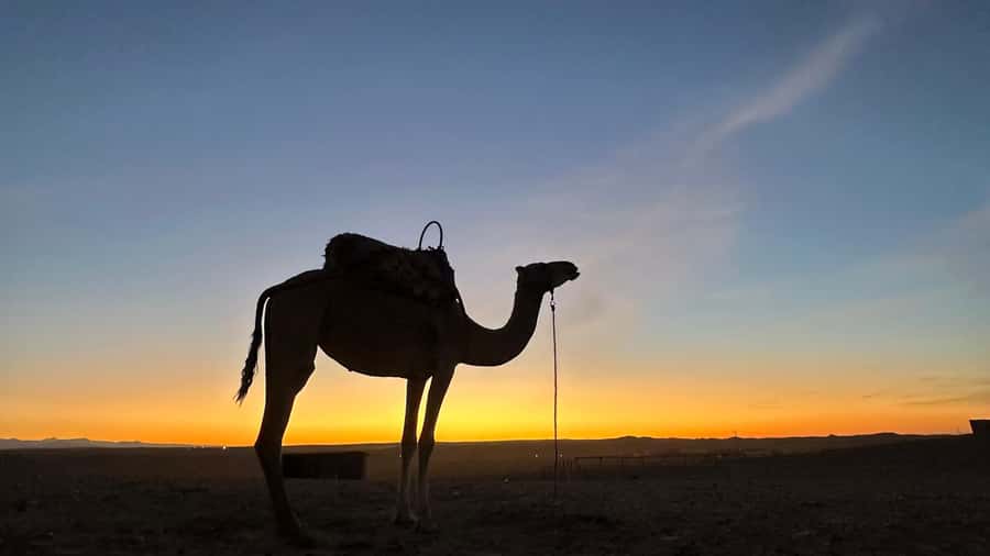 Marrakech: Agafay Desert: Camel ride Quad Bike, Dinner show - Moroccan Dinner in a Berber Camp