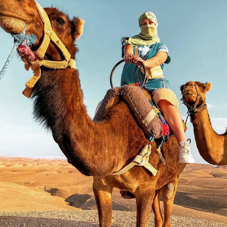 Marrakech: Agafay desert camel ride with dinner & spectacle - Guides, drivers, and communication