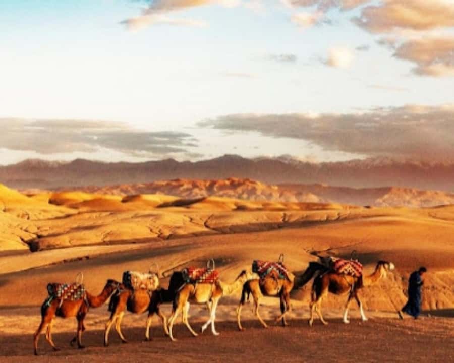 Marrakech: Agafay Desert Camel Rides, Dinner and Fire Show - Should you book it?