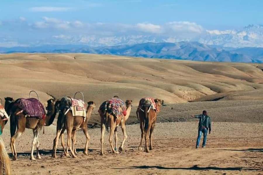 Marrakech: Agafay Desert Dinner and Sunset Camel Ride Trip - Is $45 good value?