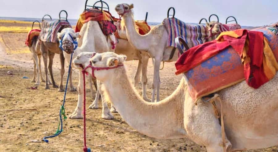 Marrakech: Agafay Desert Dinner, Camel Ride, & Show - Key points at a glance
